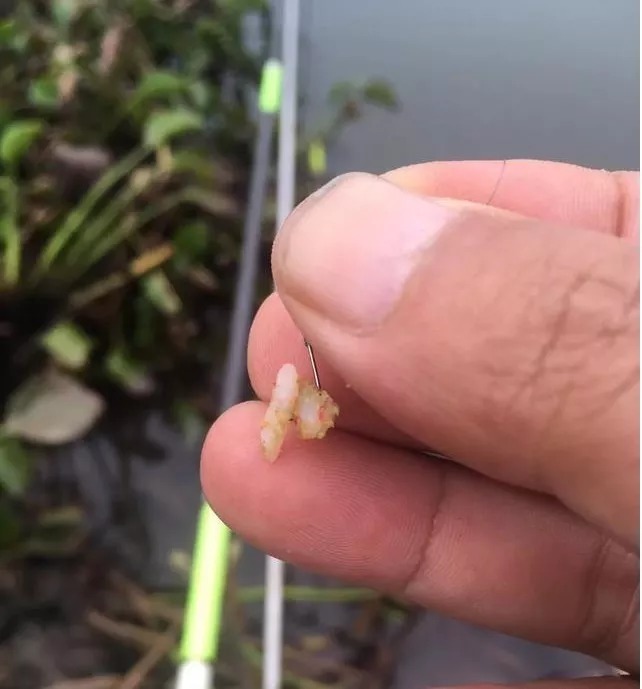 “野战蓝鲫+米饭”让你冬钓鲫不断上鱼!再不担心鱼获!