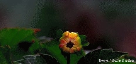 家里养这几种植物,又香又健康!