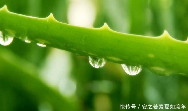 种花|家里养上这几种花,全家健康长寿,还能净化空气烟民必备