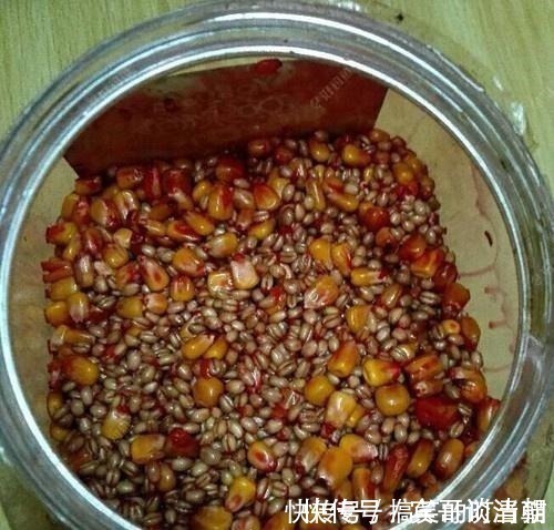 草鱼|玉米加小麦炮制出来的饵那才叫无敌，这里有详尽制作步骤，别错过！