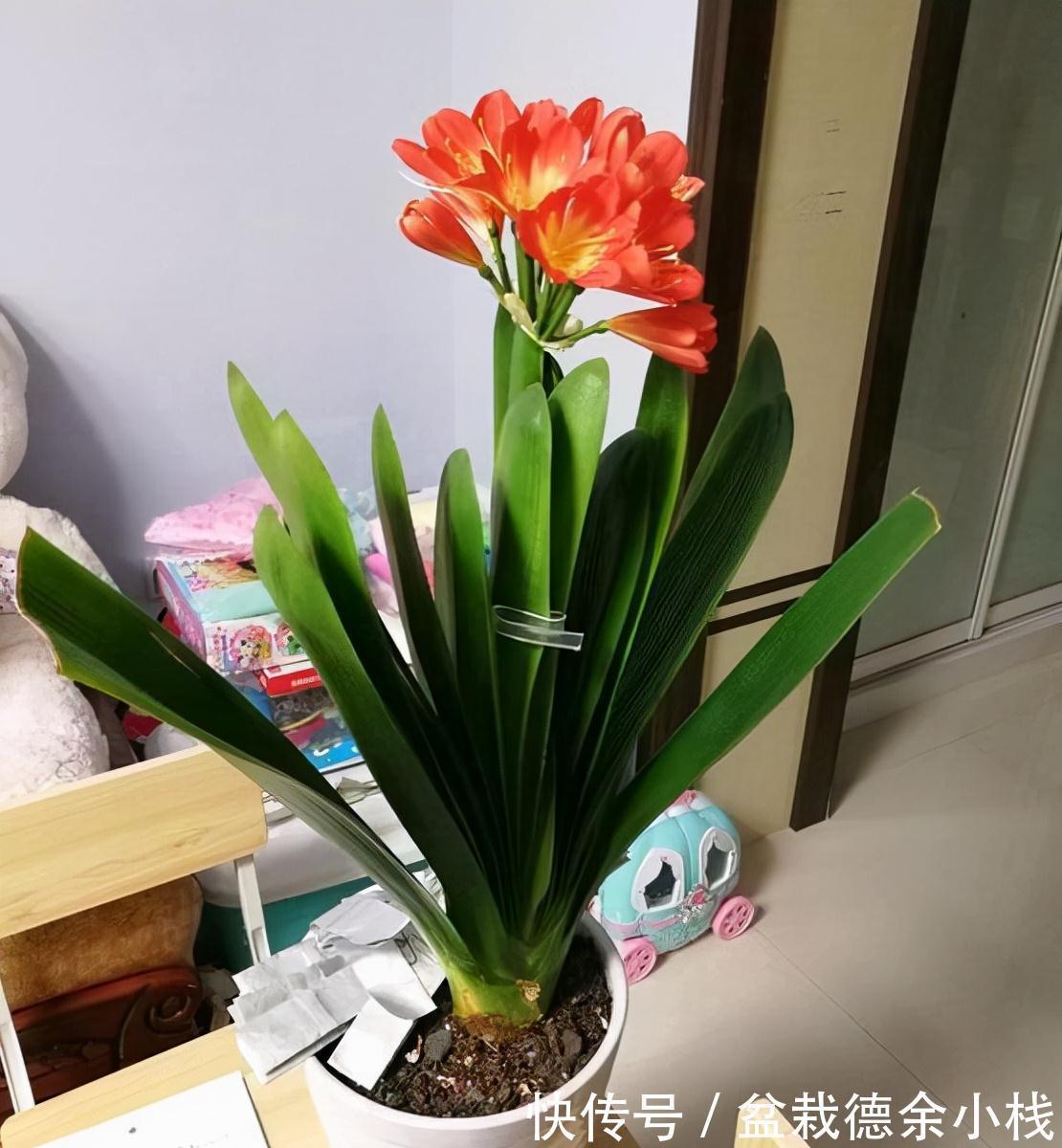 公认好养的“健康花”,建议至少养一盆,个个都是“净化小能手”
