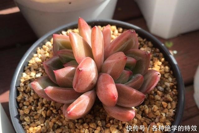 羞红|秋风轻吻,多肉,羞红了脸颊