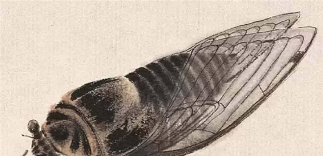 蝉!为啥齐白石的《蝉》能卖出8亿天价 专家 放大30倍后再看!