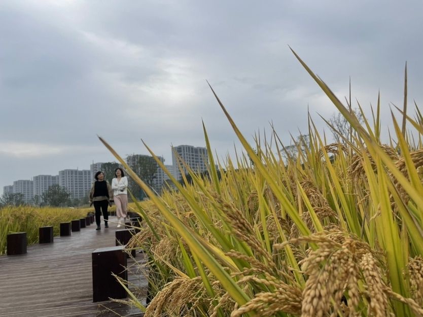 百日草|?五彩花海、金色稻田、趣味风车…… 龙潭美丽田园示范区秋日风光美如画