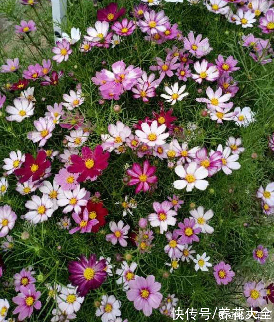 50种花春天播种,长满小院子,能开一整年