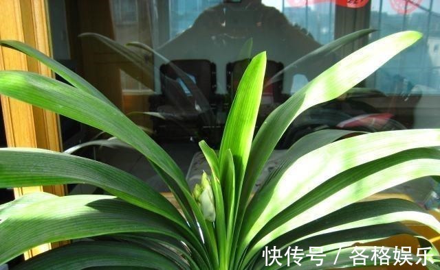 认清君子兰的“开花之道”讲究大！从此年年开花，从不夹箭！