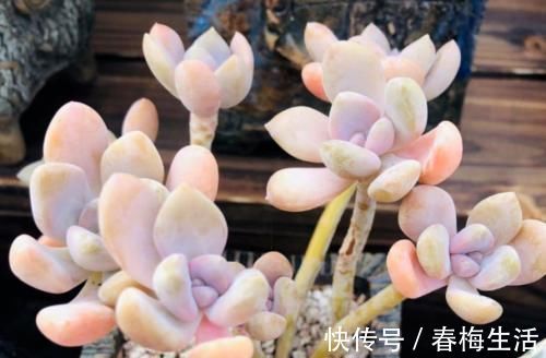 老桩|多肉冬美人特好养,掰一枝插小盆里胖乎乎很可爱,插大盆里则能轻松爆盆