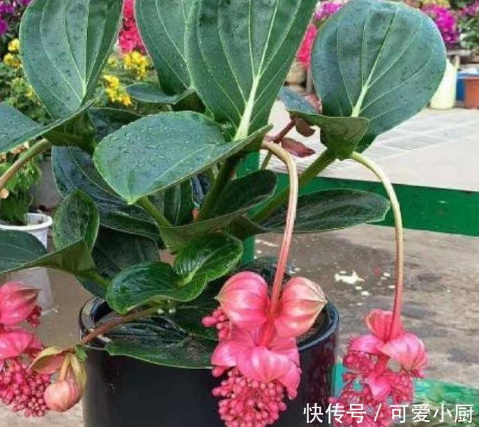 被称为“开花劳模”的4种花，一开就是300多天，漂亮花期长