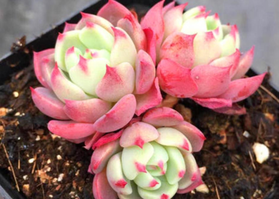 按这4个要求盆栽,多肉娜娜小勾呼呼疯长,叶尖一年四季红艳艳