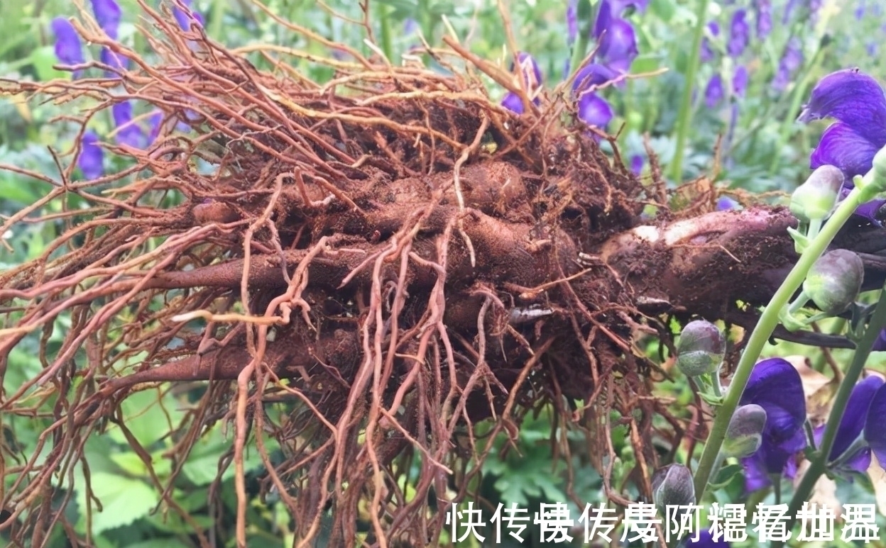 采摘|乌头:有着出色的颜值,也是毛骨悚然的剧毒之物,若见到请勿采摘