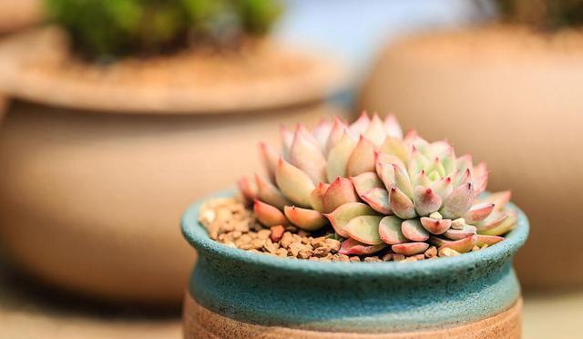 植物|刚买回来的多肉植物要注意