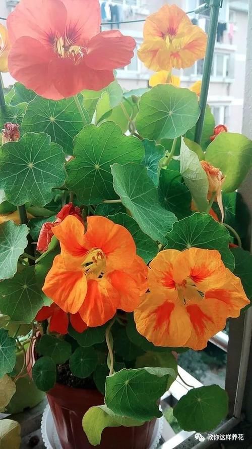 叶子像碗莲，花儿一大片，比铜钱草好养，被称为开花大王！