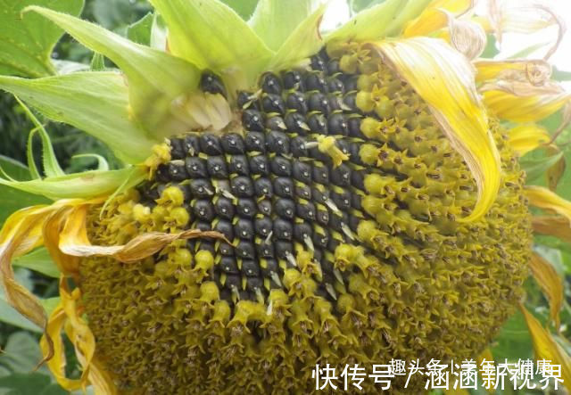 葡萄干|女医生都在偷偷吃的“零食”,头发变黑,子宫更干净,皮肤显年轻