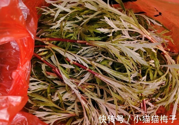 益母草|66种野菜大图片,带你见识不同的野菜和吃法,你想要的野菜这里有