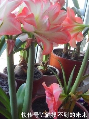 增加点|最值得养的花卉之一,花型奇特,花朵较大,是难得的阳台花卉品种