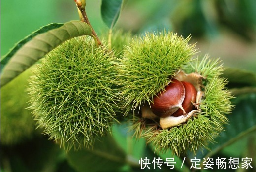 糖精钠|常吃栗子好处多多,但吃栗子有4个禁忌,可很多人都不在意!