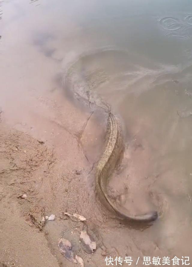 十几斤大泥鳅?广州小伙珠江边钓鱼,碰到有人放生“大型水族”