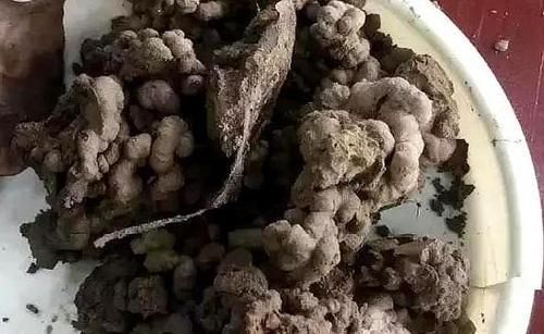 嫌弃鸡鸭粪便臭?不如就用它来养花,无异味,肥效温和又持久