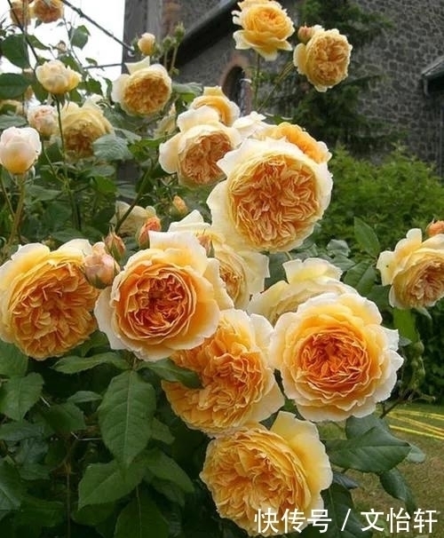 品种|100个月季品种，千姿百态，每个都很漂亮，图名并茂，值得收藏