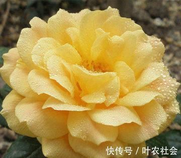 此花是中国传统名花，颜值不输牡丹月季，是家庭盆栽佳品！