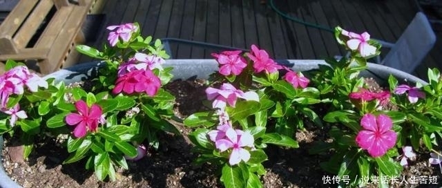 长春花|六月逛花市,看到几种便宜花,喜欢的可以入手,超级爱开花