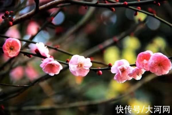 腊梅树|淮滨：梅花怒放香飘满园