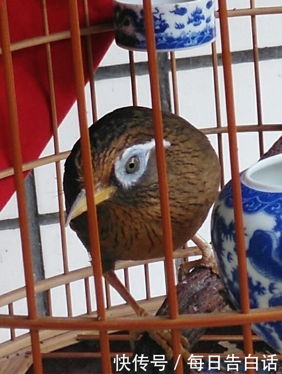 画眉斗鸟眼道的选择标准辨析