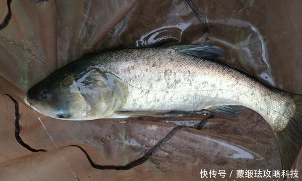子线|手竿钓鲢鳙的4大秘诀,常用这些老招数,鲢鳙就是最好钓的鱼