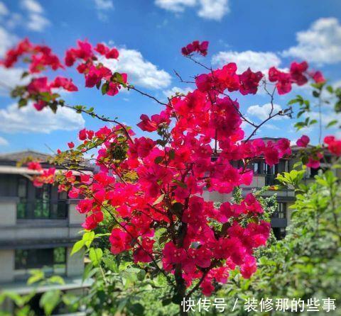 雨水|养三角梅，做好三件事，冠幅更大，花开数月