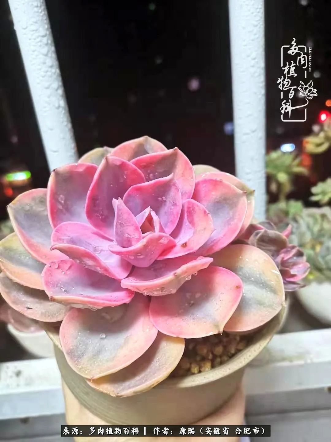 养肉之路,道阻且长,累的是身体,净的是心灵!