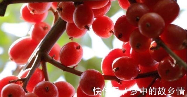 颜值担当|农村人常摘的野果子,一斤卖30元,日本人当成盆栽爱不释手