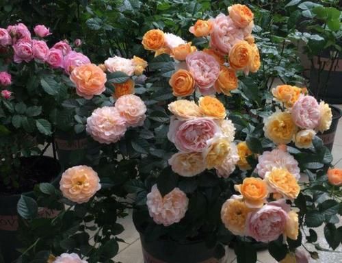 4种花养家里，旺财又养人，吉祥富贵，红红火火好运来！