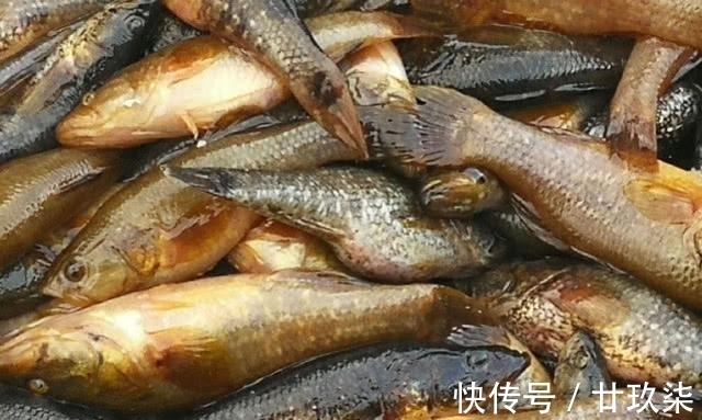 冬天|东北的老头鱼是一种什么鱼？生活在野泡子里，冬天冰封也冻不死