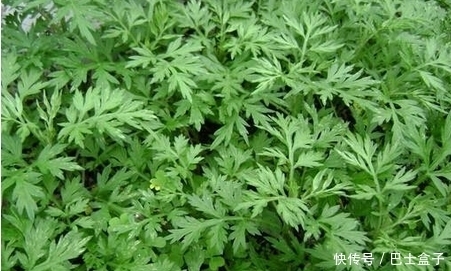 夏天|夏天吃这些野菜,个个营养味美,能消食开胃、清热祛暑,你吃了吗