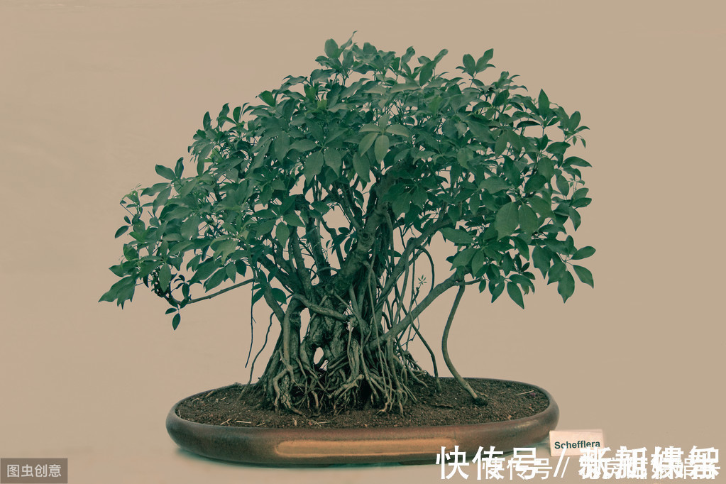 盆景|树木盆景是怎么矮化的?8个方法助你的盆景成为“活着的艺术”