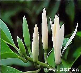 养花先养根，根壮花才旺，学会这一招，白兰花猛开花