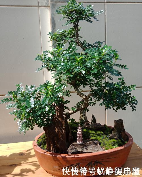 叶片|3种花越养越旺,养成老桩盆景更值钱,摆在家里惬意美好!