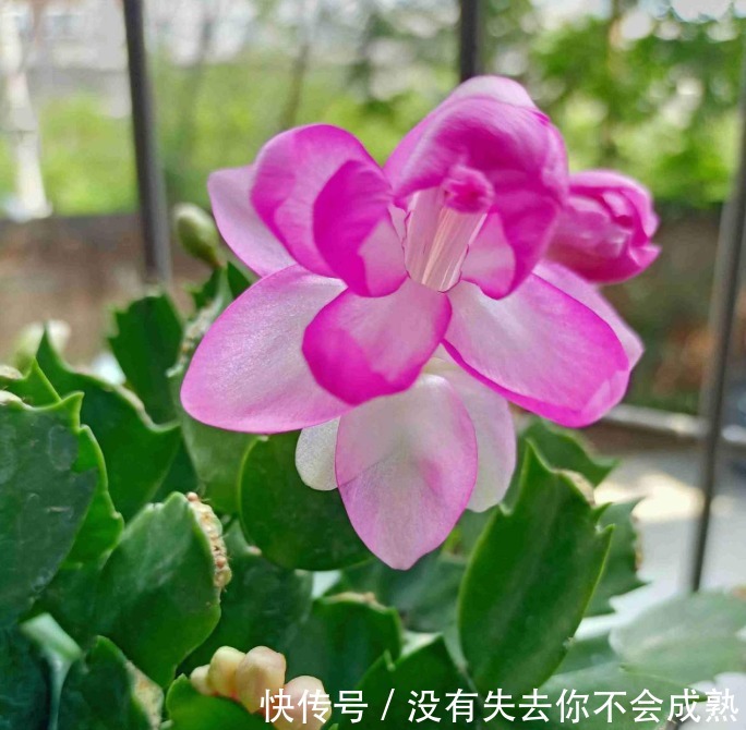 蟹爪兰长出这种叶子，立马掰掉它，嗖嗖冒花苞！