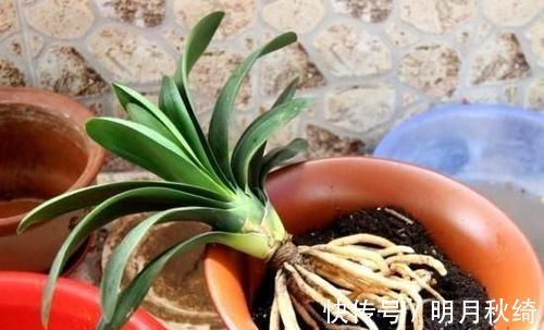 松针|养花还烂根吗？3种东西随便撒一把，根不烂，长的粗，开花刹不住