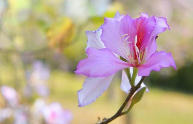 老年|禾雀花开，成林成片！我们实地为你做好赏花攻略了……