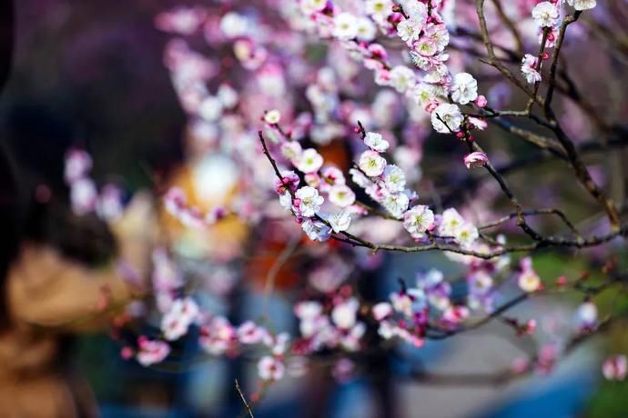 鸡鸣寺“消息树”开花啦！