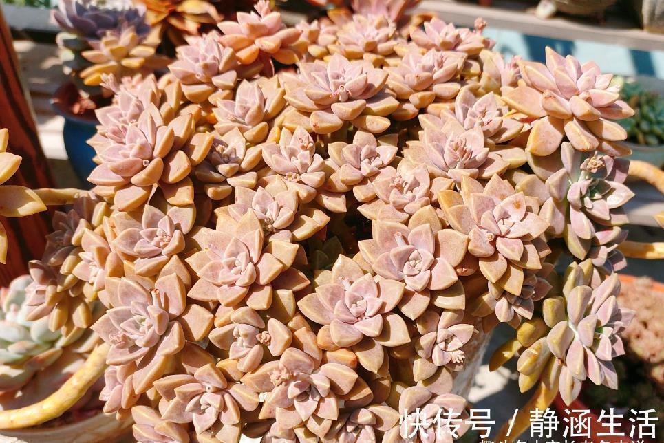 寻找夏天能纯露养的多肉?那你怎么能错过粉嫩甜美的阿伦培呢?