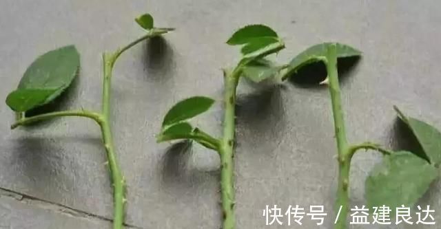 入秋扦插6种花，7天就生大白根，告别黑腐烂，花开量大
