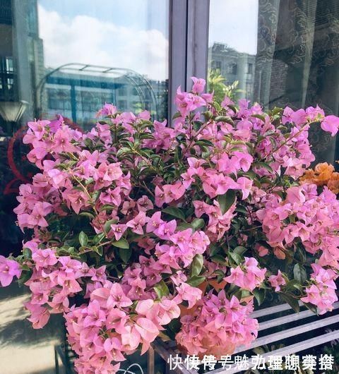 修剪|给三角梅修剪,记住“时间点”,开成大花团,真正的“开花机器”