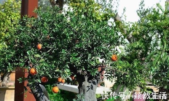 金弹子|“值钱”的2种花,放家里养,越来越“富有”,第2种能卖上万!