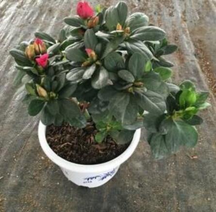 夏季养杜鹃花，有“5个”窍门，不掉一片叶，枝叶茂盛，开花超多