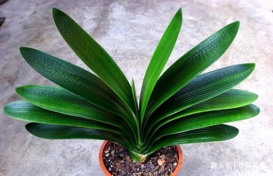 水肥|立秋之后,做好4件事,君子兰9月疯长,年底爆花