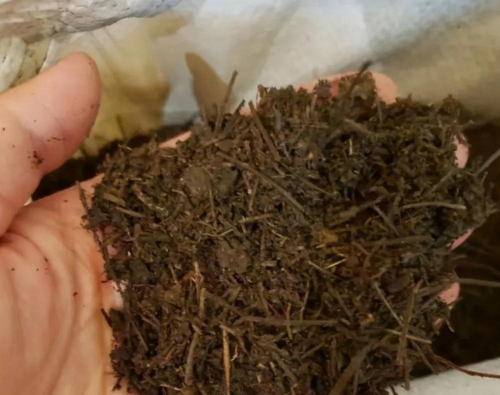 养花不用想得很复杂,撒上一把天然肥,叶绿花美,花开不停歇