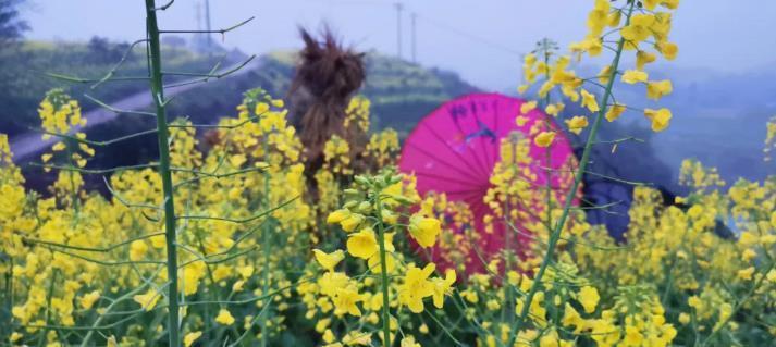 巴南|春游川渝丨金黄的花海，巴南这个地方油菜花正盛