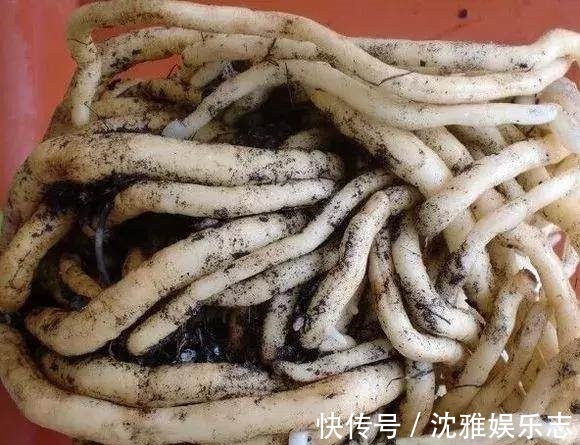 盆栽|养君子兰几年，不长叶、不开花！趁着秋天“做3点”，新叶咕噜冒